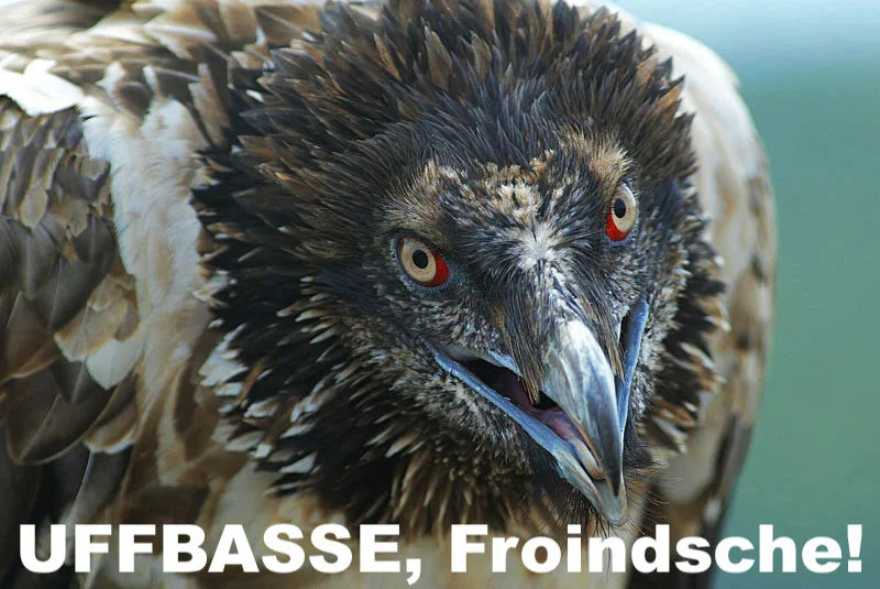 UFFBASSE.webp