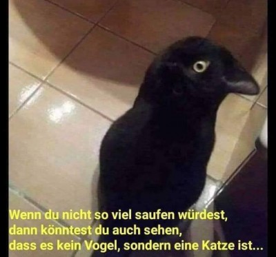 vogel katze 10.jpg