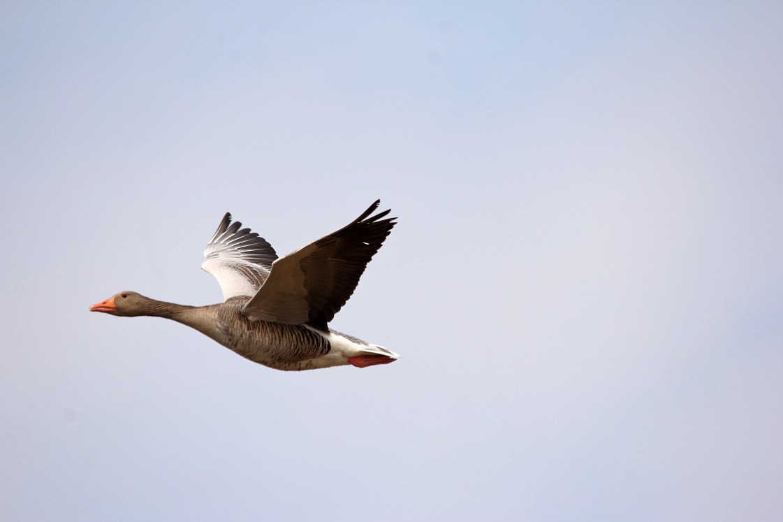 Wagbach_12042019_034_01.JPG