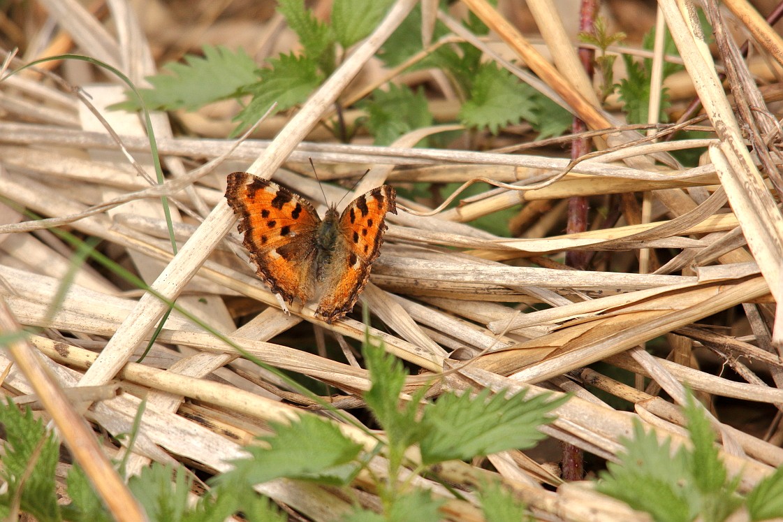Wagbach_12042019_037_01.JPG