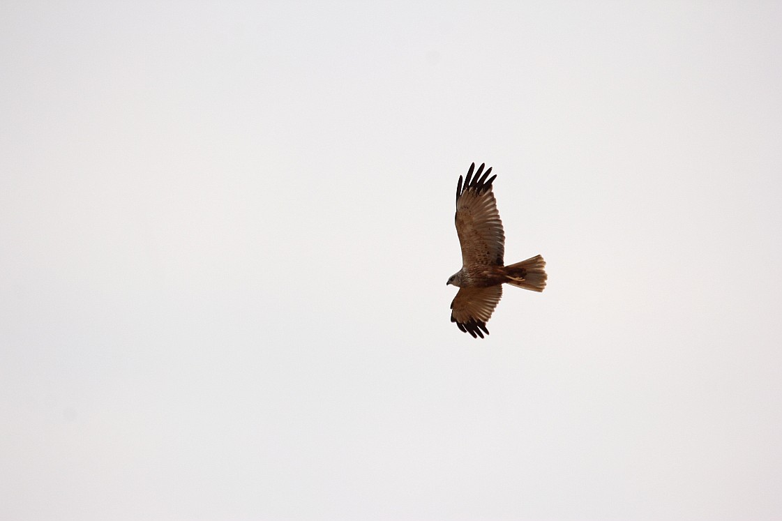Wagbach_12042019_12_1.JPG