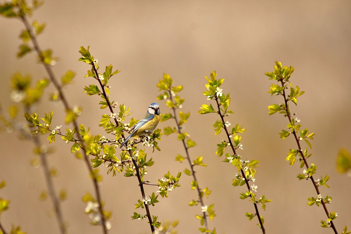 Wagbach_15042019_01_1.JPG