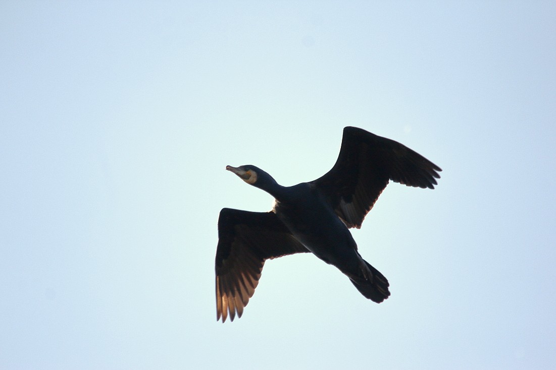 Wagbach_19042019_02.JPG