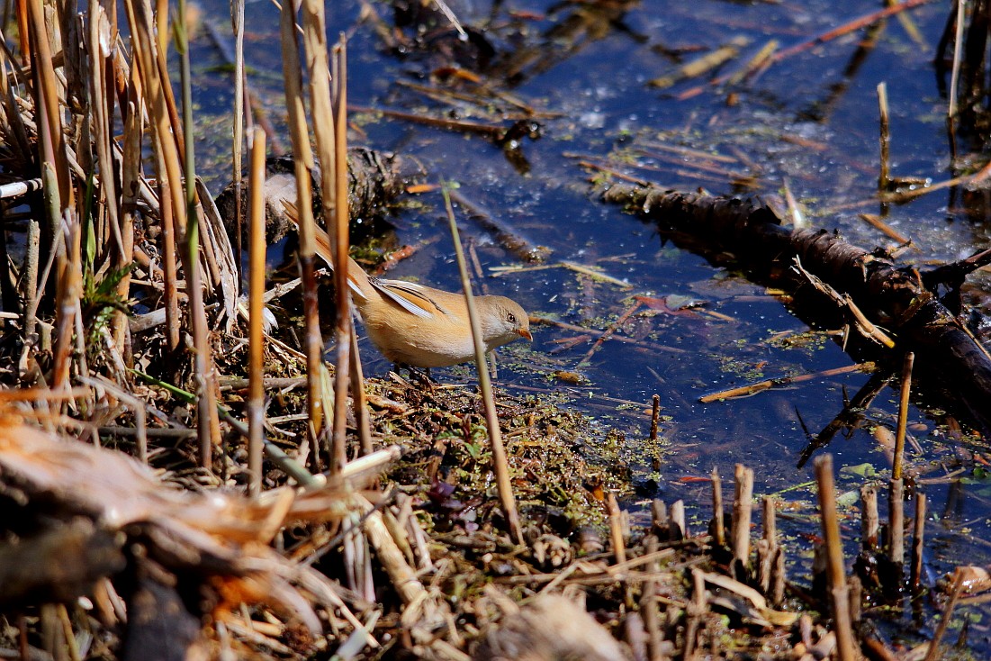 Wagbach_19042019_06.JPG