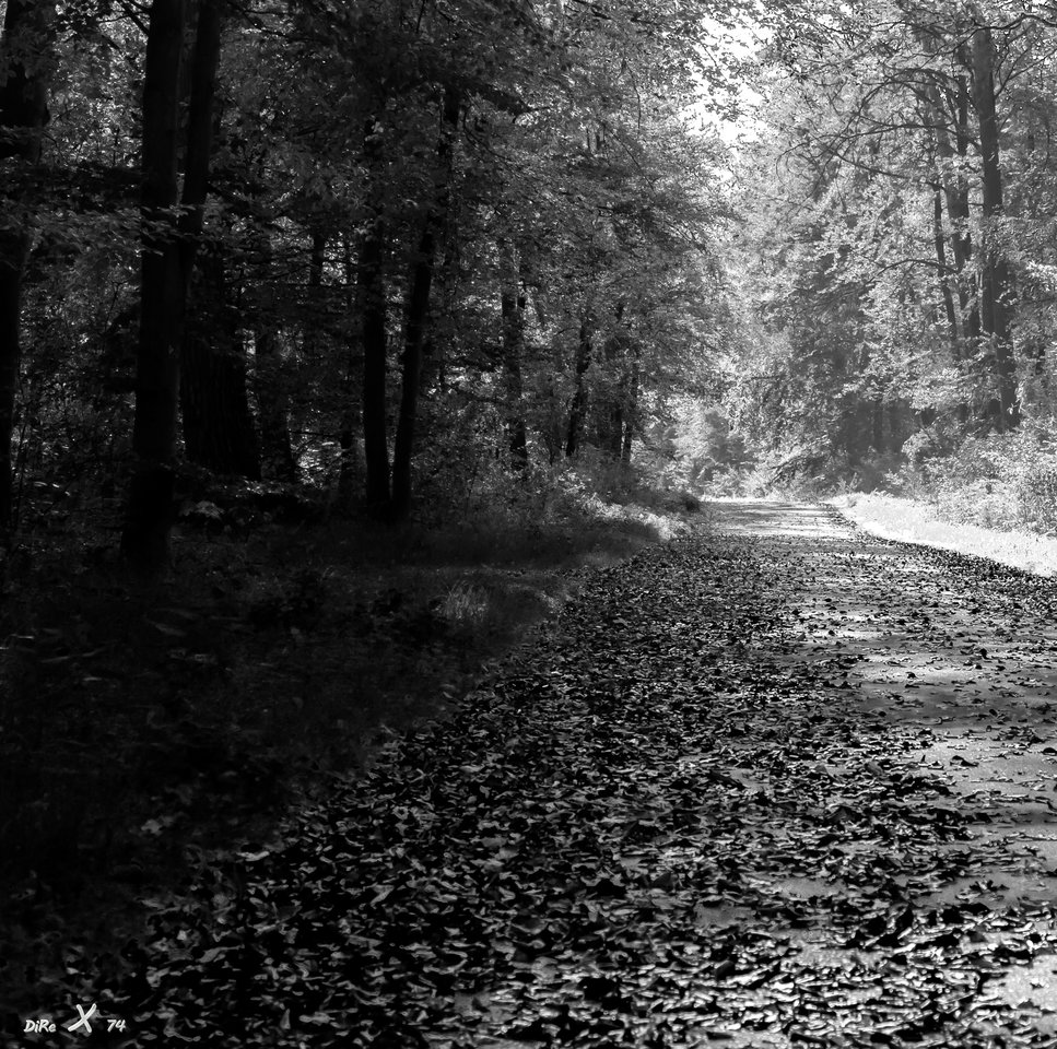 waldweg sw_15022020-2.jpg