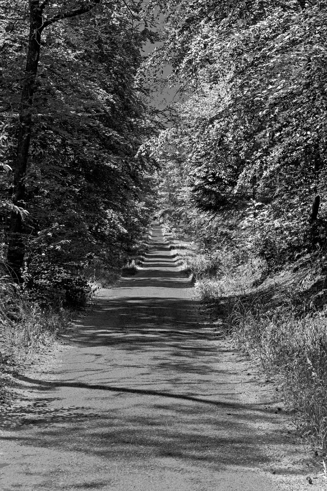 waldweg_08062019_01.jpg