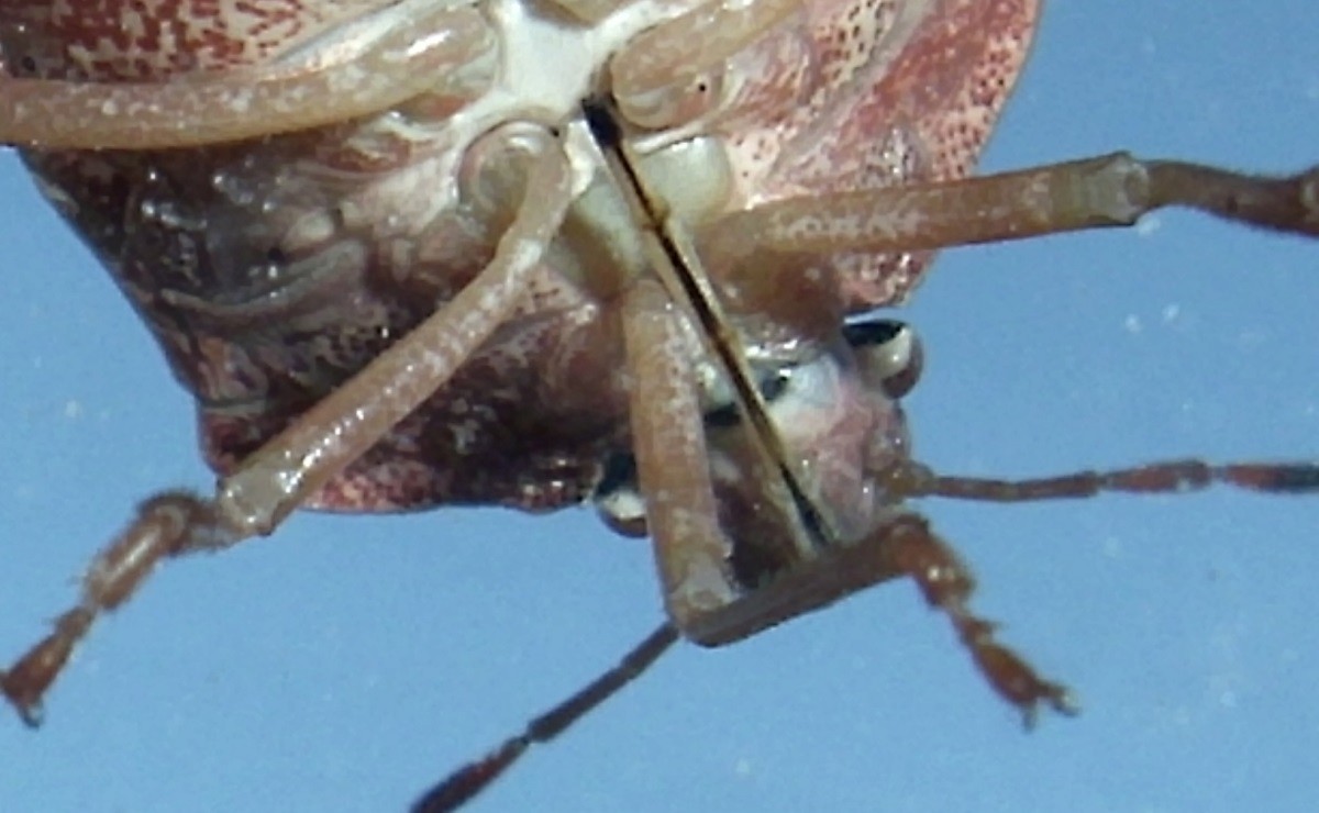 Wanze .jpg