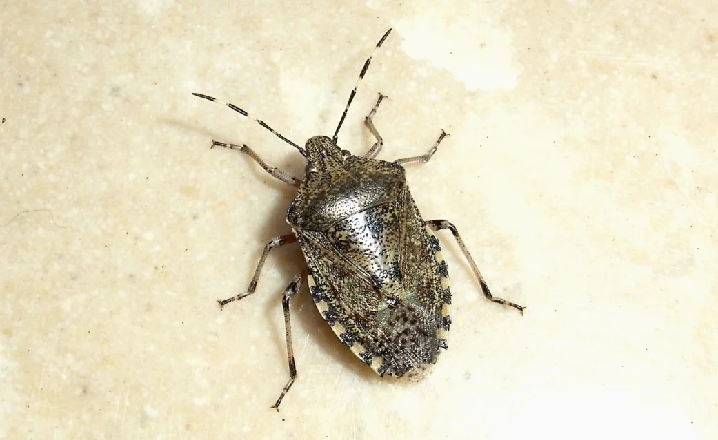 Wanze verkleinert .webp