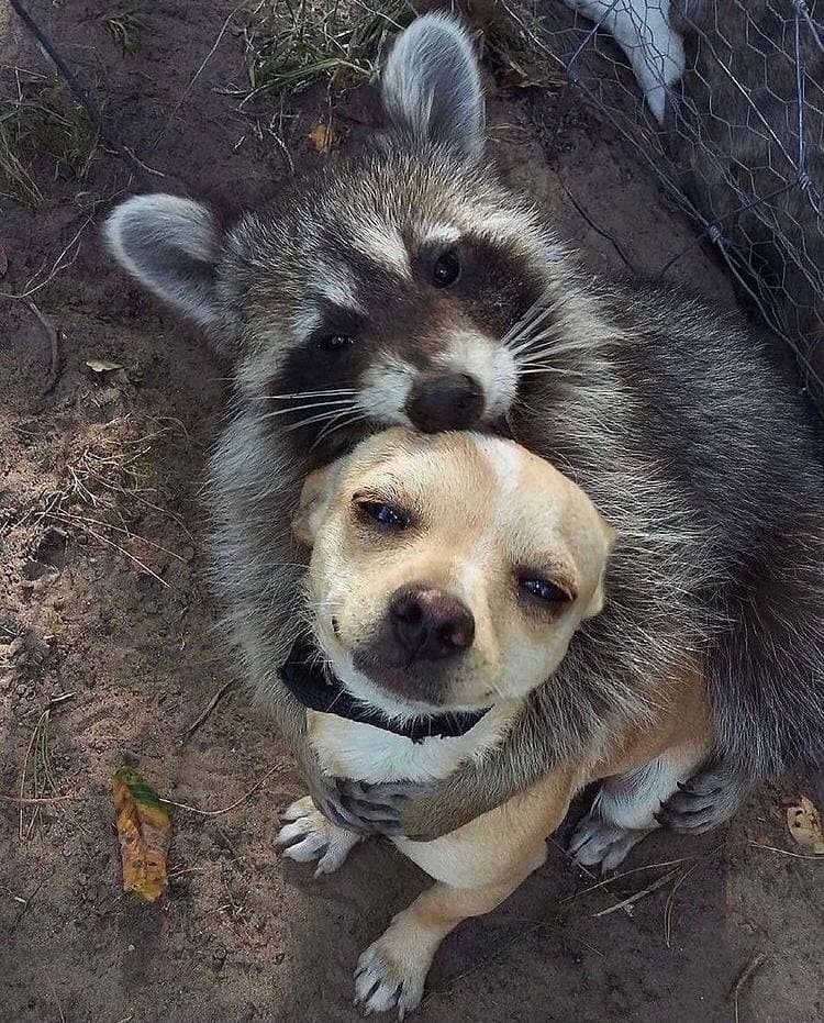 waschbär.jpg
