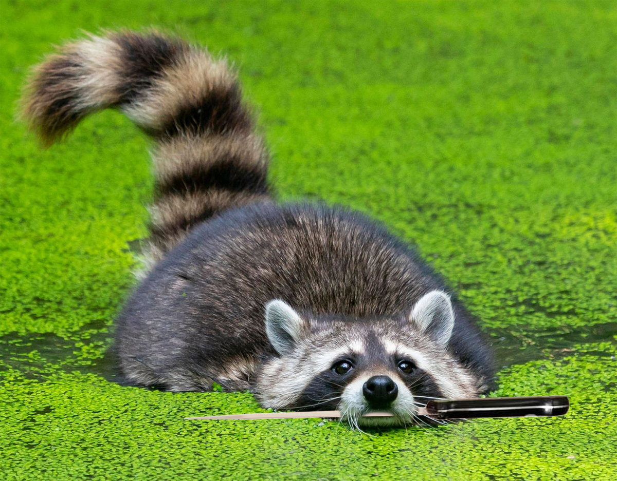waschbaer mit messer.jpg