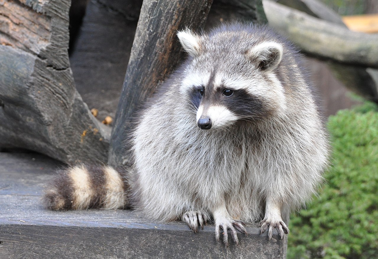 Waschbär01.jpg