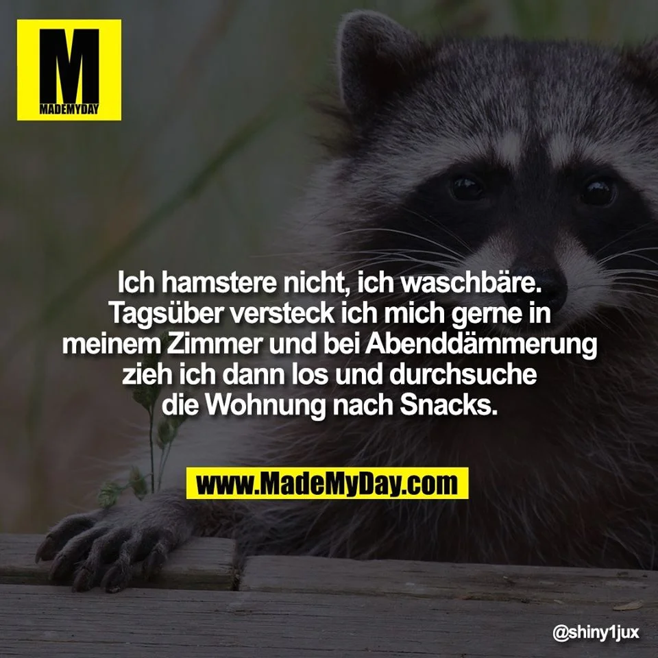 waschbären.webp