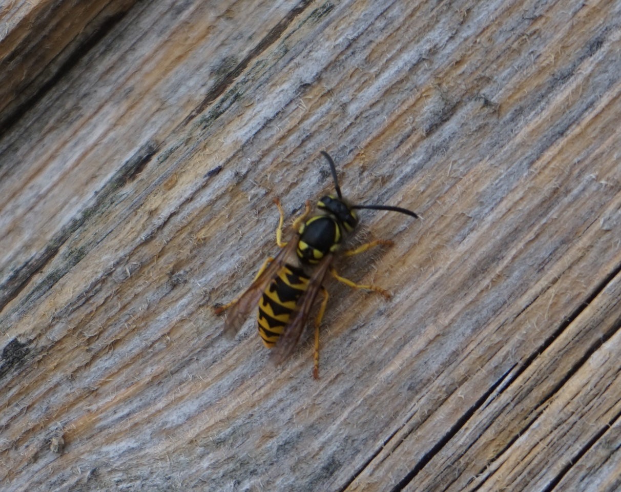 wasp.jpg