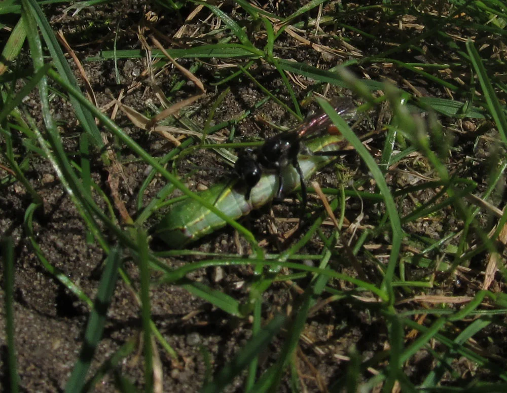 Wespe mit Raupe.webp