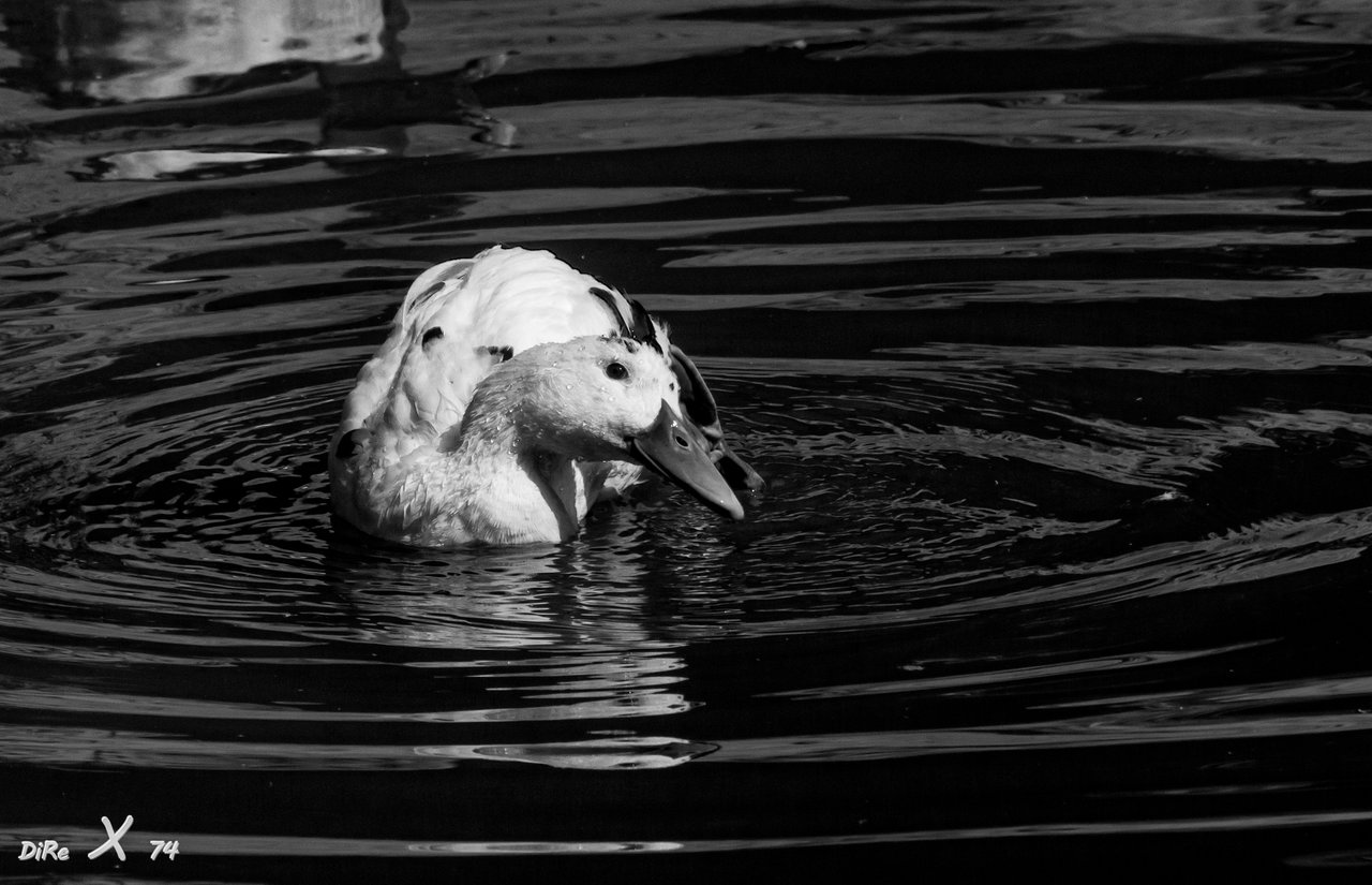 white duck_12102020-2.jpg