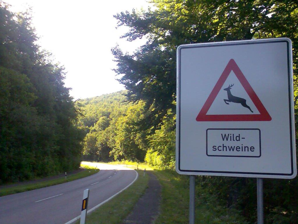 Wildschweine.jpg