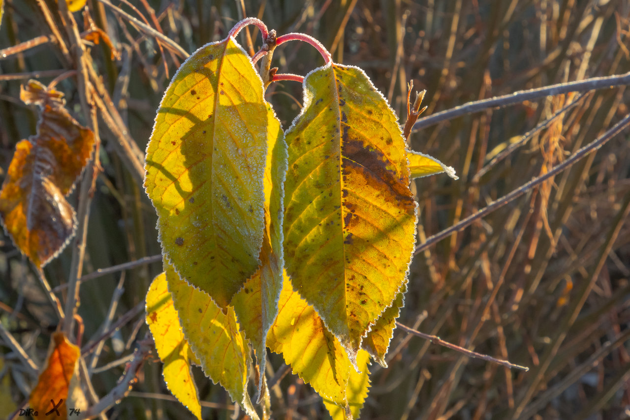 winter blätter_06122019-2.jpg