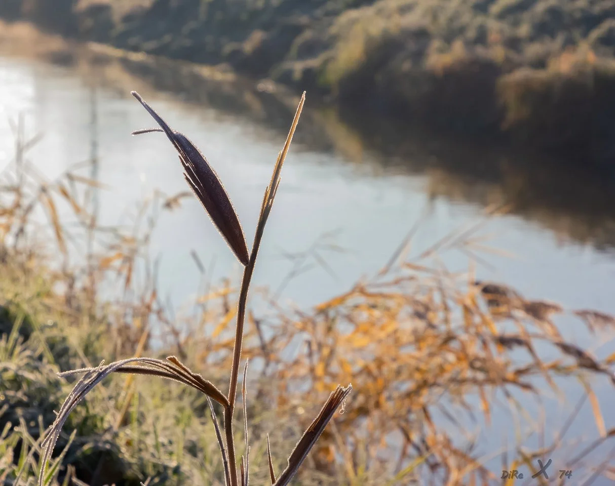 winter grass_06122019-2.jpg