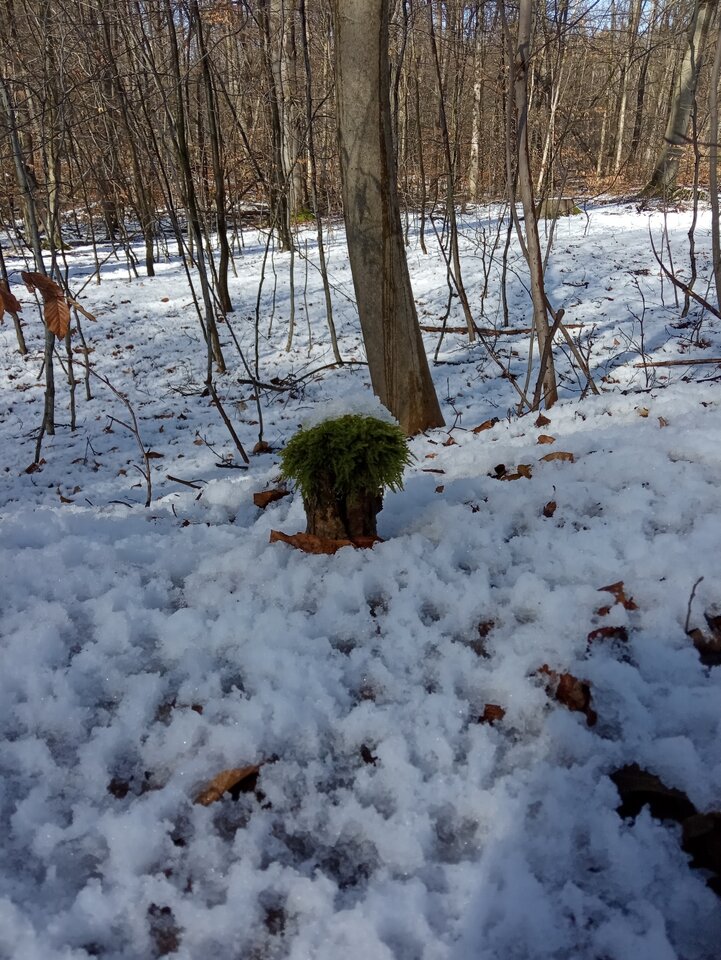 winter.jpg
