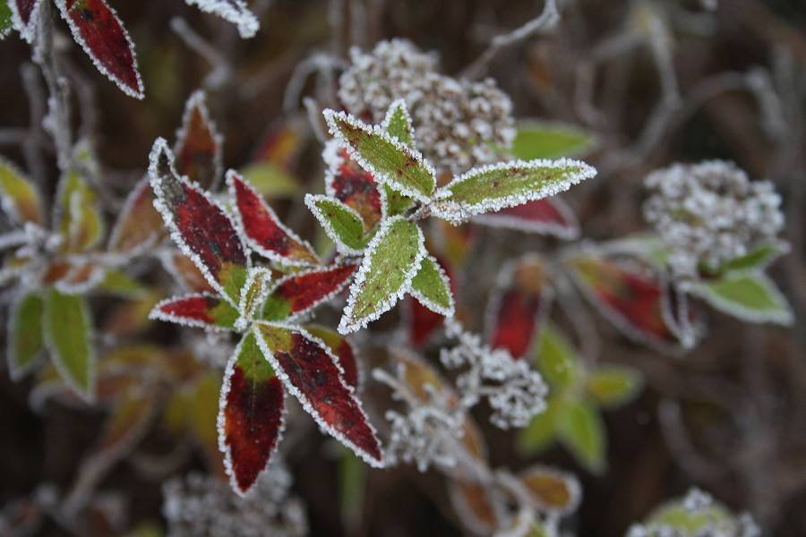 wintry.jpg