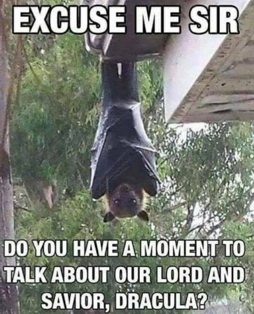Witz_Fledermaus.jpg
