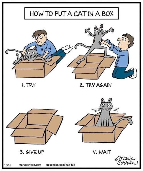 Witz_Katze.jpg