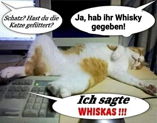 Witz_Katze_Whiskey.webp