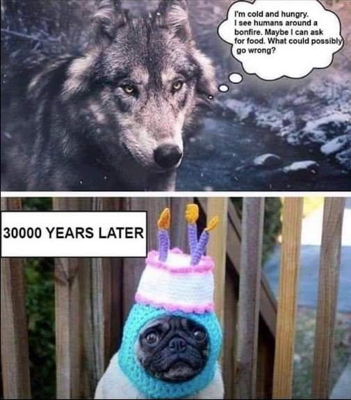 wolf evolution.jpg
