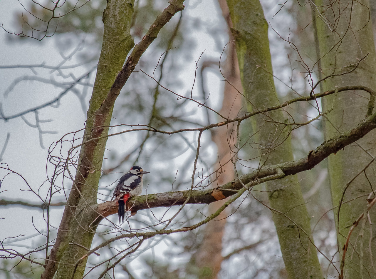 woodpecker_13122019-2.jpg