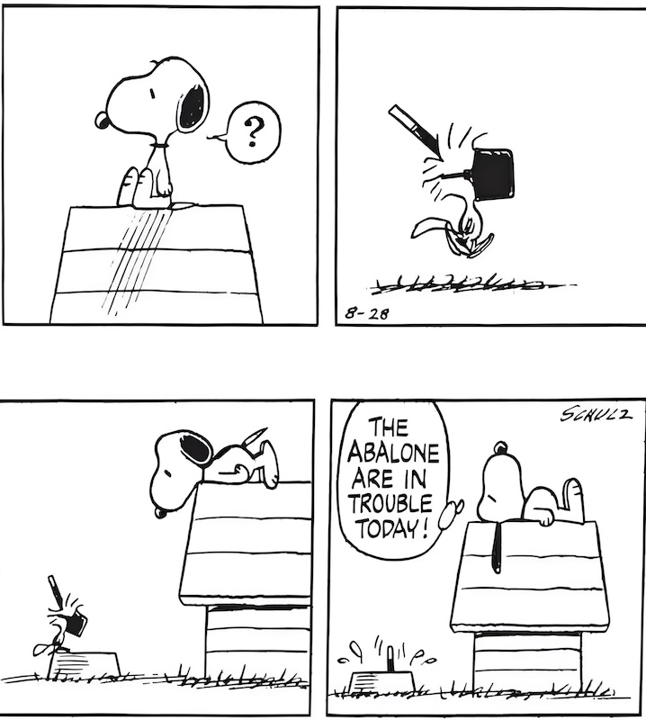 woodstock diving.jpg