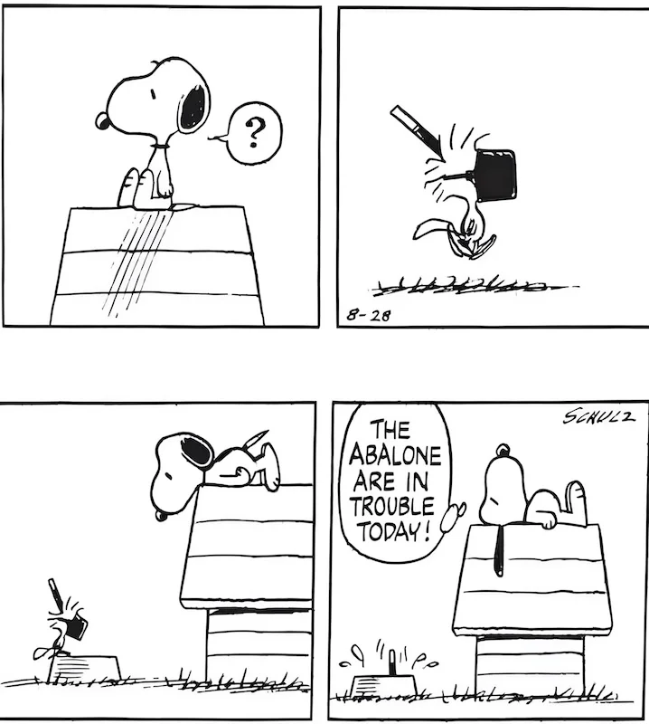 woodstock diving.webp