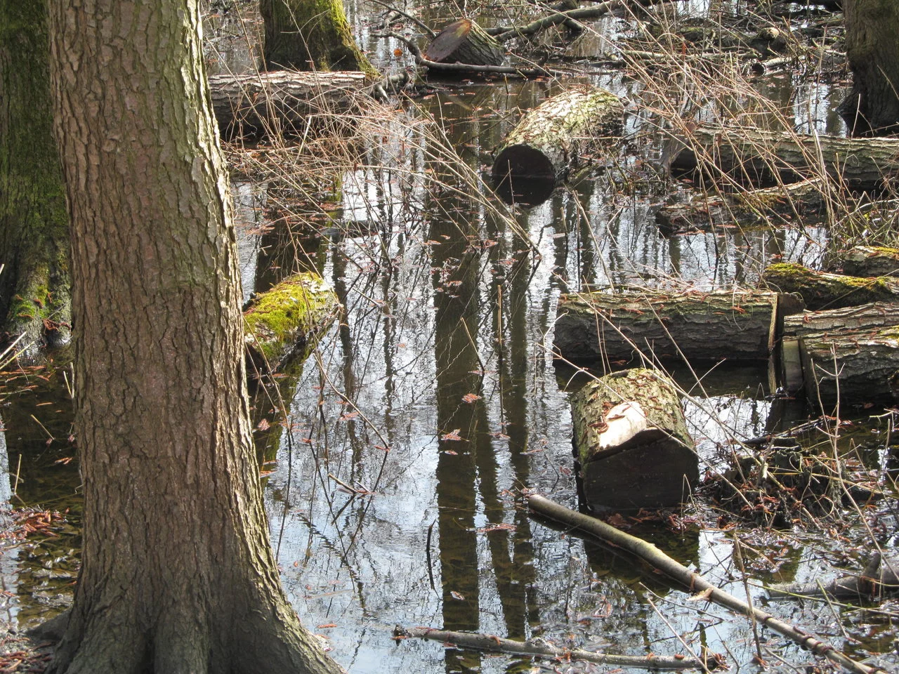 WP_LU_31032018 (17).webp