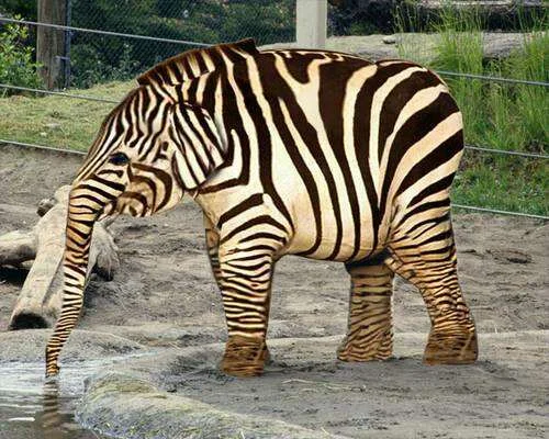 zebra,elefant.webp