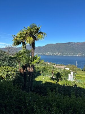 SUCHE: Yamaha Super Bass SB-500 / SBV-500