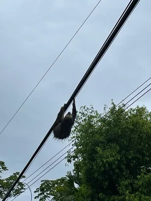 Suche: Hochwertigen 6-Saiter Bass