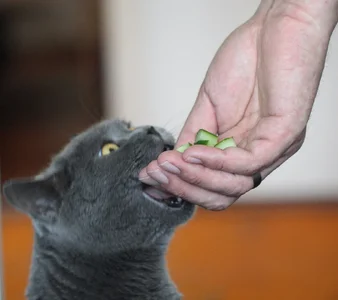 SUCHE: Gitarre & Bass Ausgabe 4 / 2000