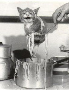 katz.jpg