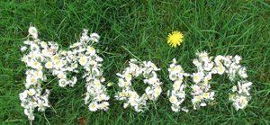 Gänseblumen.JPG
