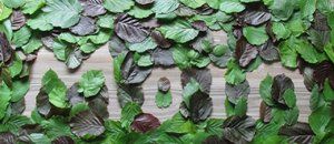 Blätter (grün).JPG