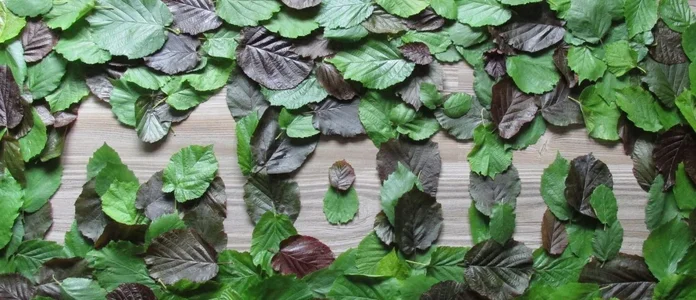 Blätter (grün).webp