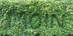 Hecke.JPG