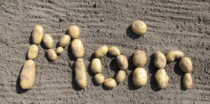 Kartoffeln (Acker).JPG