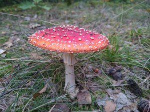 DSC_1636.JPG