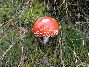 IMG_5426.JPG