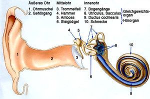Ohr.jpg