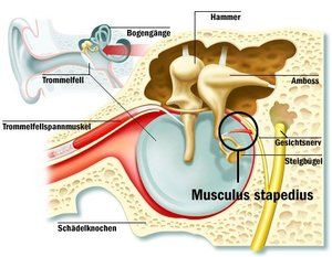 oorMusculus stapediuns Innenohr.jpg