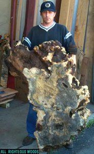 BUCKEYE_BURL_JC.jpg