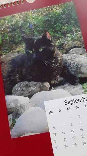 cat-calendre.jpg cat-calendre.jpg