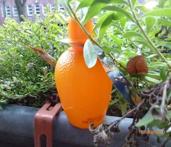 zuhause Orange (1).webp