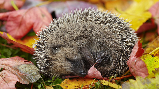 csm_1440_Igel__c__ThinkstockPhotos-153781866_48ba6be98a.jpg csm_1440_Igel__c__ThinkstockPhotos-153781866_48ba6be98a.jpg